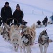 Chiens de traineau - MONTAGNE DU JURA - BARBOUX