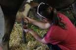 classes découvertes Jura :Les petits fermiers